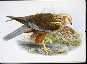 マーシュハリアー（Circus Aeruginosus）（彩色済み彫刻 作： John (after) Gould
