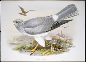マーシュハリアー（Circus Aeruginosus）（手彩色のリトグラフ 作： John (after) Gould
