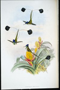 マーベラスハミングバード（Loddigesia Mirabilis）（手彩色リトグラフ版 作： John (after) Gould