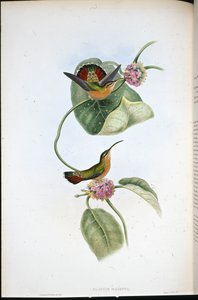 マゼッパ・ハーミット（Glaucis Mazeppa）（手彩色のリトグラフ版 作： John (after) Gould