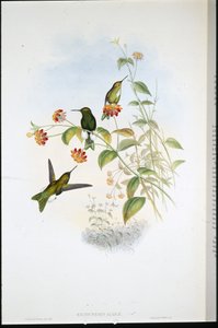 メタリックパフレッグ（Eriocnemis Alinae）（手彩色リトグラフ 作： John (after) Gould