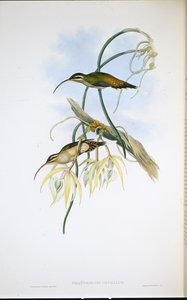 メキシカンハーミット(Phaethornis Cephalus) (手彩色リトグラフ) 作： John (after) Gould
