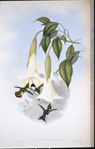 マルサンの木星（Calothorax Mulsanti）（手彩色リトグラフ 作： John (after) Gould