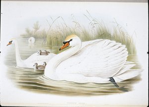 コブハクチョウ（Cygnus Olor）（手彩色リトグラフ 作： John (after) Gould