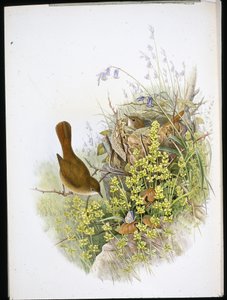 ナイチンゲール（手彩色リトグラフ 作： John (after) Gould
