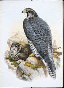 ノルウェーのハヤブサ（Falco Gyrfalco）（手彩色のリトグラフ版