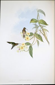オブスキュアー・ハーミット（Phaethornis Obscura）（手彩色リトグラフ版 作： John (after) Gould