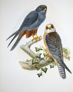 オレンジレッグ・ホビー（Erythropus Vespertinus）（手彩色のリトグラフ版 作： John (after) Gould