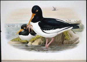 オイスターキャッチャー（Heamatopus Ostralegus）（手彩色リトグラフ 作： John (after) Gould