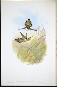 パリッド・ハーミット（Phaethornis Anthophilis）（手彩色リトグラフ 作： John (after) Gould