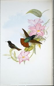 パメラのサンビーム（Aglaeactis Pamela）（手彩色リトグラフ 作： John (after) Gould