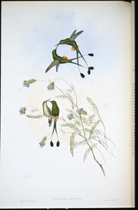 ペルーのラケットテール（Spathura Peruana）（手彩色のリトグラフ版 作： John (after) Gould