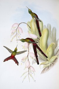 ファオン彗星」（手彩色リトグラフ 作： John (after) Gould
