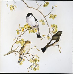 ヒタキ（手彩色リトグラフ版 作： John (after) Gould