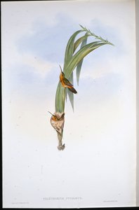 ピグミーハーミット(Phaethornis Pygmaeus) (手彩色リトグラフ) 作： John (after) Gould
