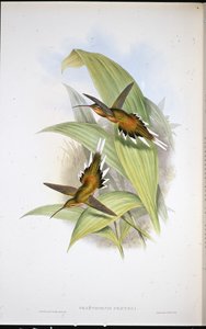 プレートルズ・ハーミット（Phaethornis Pretrei）（手彩色のリトグラフ版 作： John (after) Gould
