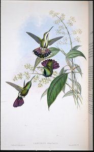 プレボのマンゴー（Lampornis Prevosti）（手彩色リトグラフ版 作： John (after) Gould