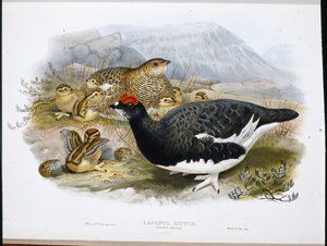 白鳥（夏季限定）（Lagopus Mutus）（手彩色リトグラフ版 作： John (after) Gould