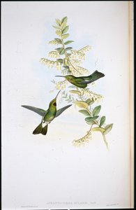 赤色のハチドリ（Aphantochroa Gularis）（手彩色のリトグラフ版