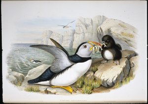 パフィン（Fratercula Arctica）（手彩色リトグラフ 作： John (after) Gould