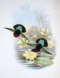 パープルブレストカリブ（Eulampis Jugularis）（手彩色リトグラフ版 作： John (after) Gould