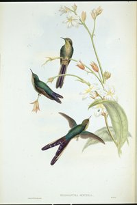 パープルオータムコメットハミングバード（手彩色リトグラフ 作： John (after) Gould