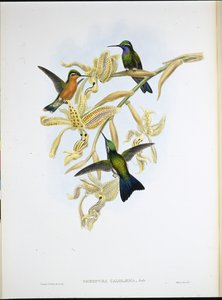 パープルスロートハミングバード（Oreopyra Calolaema）（手彩色リトグラフ 作： John (after) Gould