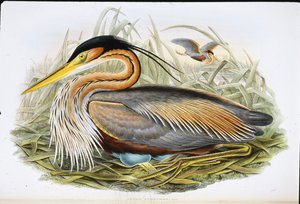 パープルヘーロン（Ardea Purpurea）（手彩色リトグラフ版 作： John (after) Gould