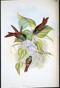 レインボー（双子のアイリス）（手彩色リトグラフ 作： John (after) Gould