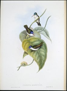 赤毛のアズールクラウン（Cyanomyia Quadricolor）（手彩色のリトグラフ 作： John (after) Gould