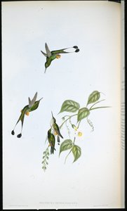 レッドボーテッドラケットテール（Spathura Rufocaligata）（手彩色リトグラフ 作： John (after) Gould