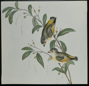 レッドロード・パルダローテ（pardalotus rubricatus）（手彩色リトグラフ 作： John (after) Gould