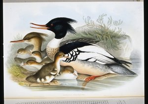 赤い胸のマーガンサー（Mercus Serrator）（手彩色のリトグラフ版 作： John (after) Gould