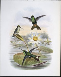 レッドベンテッドホワイトチップ（手彩色リトグラフ 作： John (after) Gould
