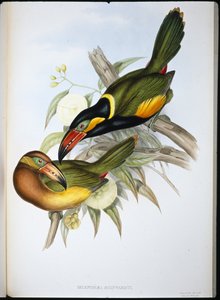 ラインワートオオハシ（Selenidera Reinwardti）（手彩色リトグラフ版 作： John (after) Gould