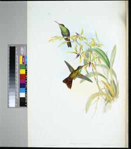 リーガーのアマジリ（amazilia Riefferi）（手彩色リトグラフ 作： John (after) Gould