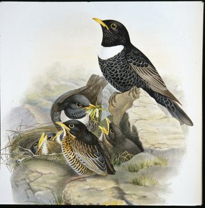 Ring Ouzel (Mer Ulatorquata) (手彩色リトグラフ) 作： John (after) Gould