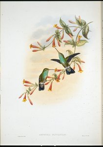 リバレイン・エメラルド（Agyrtria Fluviatilis）（手彩色リトグラフ