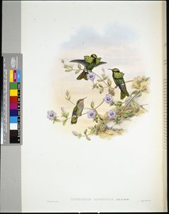 ロライマ・コケット（lophornis pavoninus）（手彩色リトグラフ 作： John (after) Gould