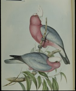 ローズブレスト・コカトゥー（Cacatua Eos）（手彩色リトグラフ 作： John (after) Gould