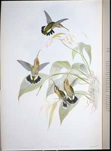 ラッカーズハーミット（Glaucis Ruckeri）（手彩色リトグラフ 作： John (after) Gould