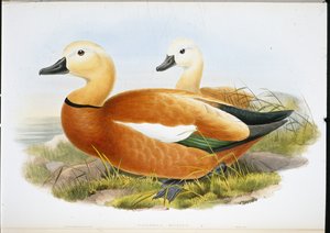 ラディシェルドレイク（Casaraca Rutila）（手彩色リトグラフ 作： John (after) Gould