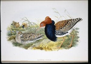 ラフ（マチェーテス・プグナックス）（手彩色リトグラフ 作： John (after) Gould