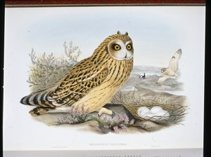 ヒメアオハクチョウ（Brachyotus Palustris）（手彩色リトグラフ