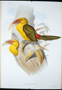 サフラン色のヒルトゥーカン（Andigena Bailloni）（手彩色リトグラフ版 作： John (after) Gould