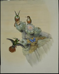 サルビンズ・コケット（Lophornis Adorabilis）（手彩色リトグラフ版