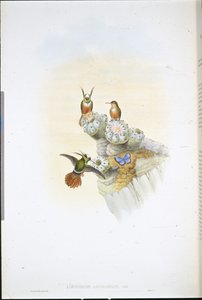 サルビン・コケット・ハミングバード（Lophornis Adorabilis）（手彩色リトグラフ 作： John (after) Gould
