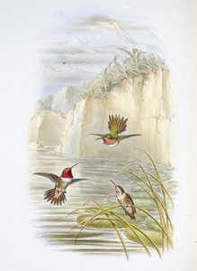 サルビンの火炎放射器。(Selasphorus ardens)。(手彩色リトグラフ) 作： John (after) Gould