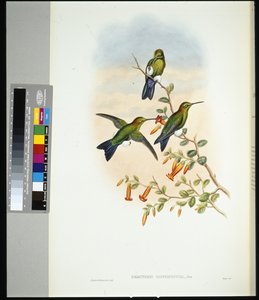 サファイア・ベント・パフ・レッグ（eriocnemis sapphiropygia）（手彩色のリトグラフ版 作： John (after) Gould