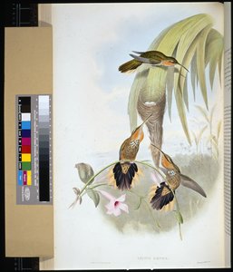 ノコギリヤシ（grypus naevius）（手彩色のリトグラフ版 作： John (after) Gould